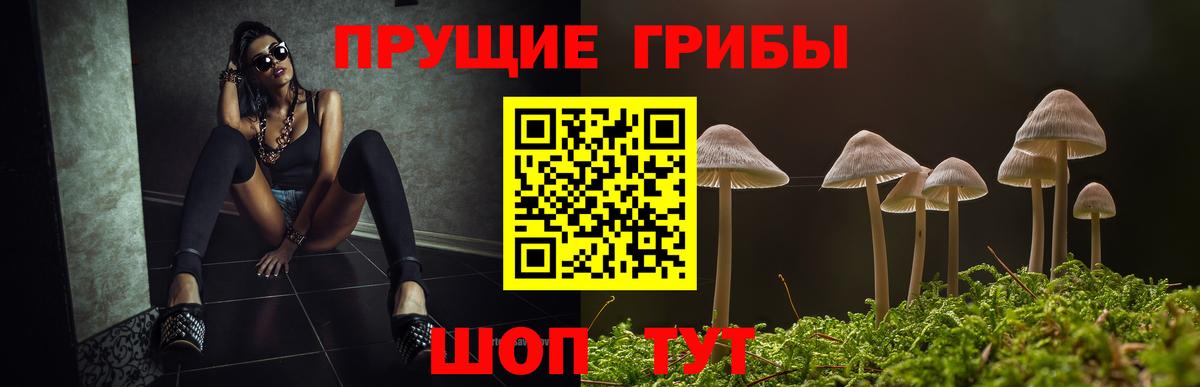 Псилоцибиновые грибы мицелий Кисловодск